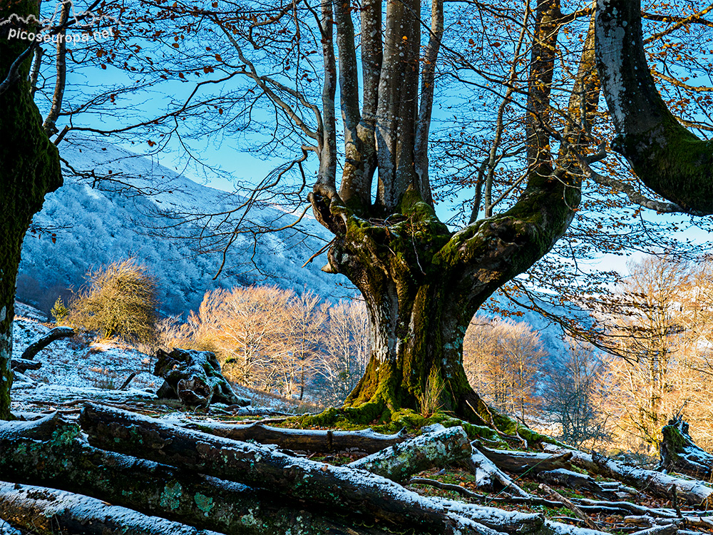 Bosque Belaustegi, Gorbeia, Orozko, Pais Vasco