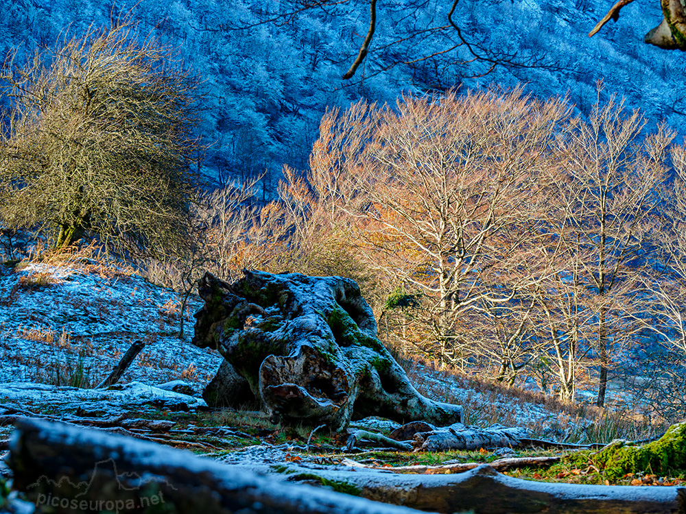 Bosque Belaustegi, Gorbeia, Orozko, Pais Vasco