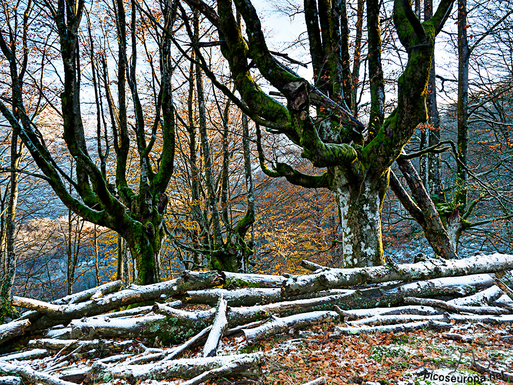 Bosque Belaustegi, Gorbeia, Orozko, Pais Vasco