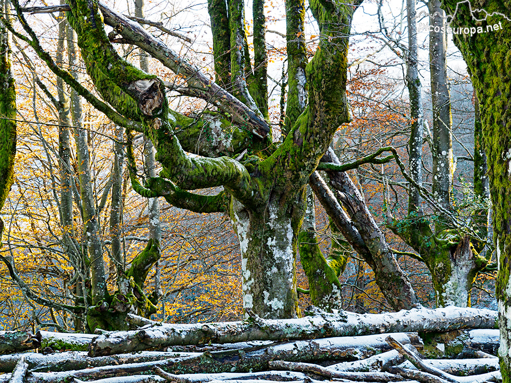 Bosque Belaustegi, Gorbeia, Orozko, Pais Vasco