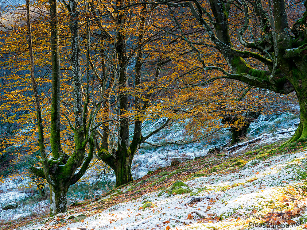 Bosque Belaustegi, Gorbeia, Orozko, Pais Vasco