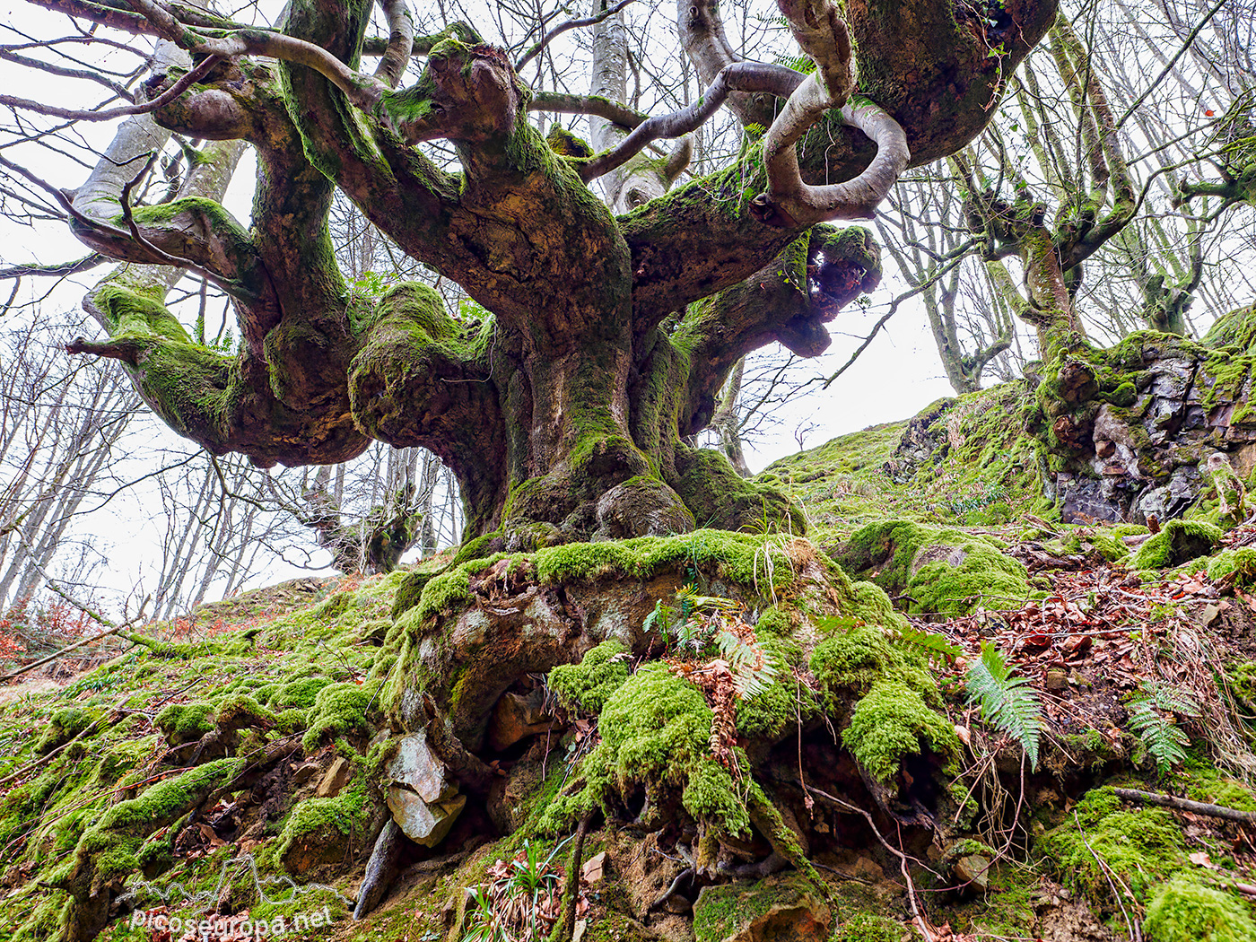 Bosque Belaustegi, Gorbeia, Orozko, Pais Vasco