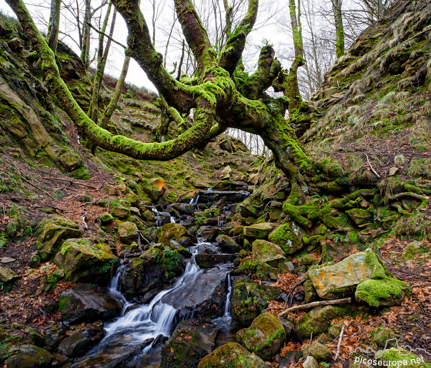 Bosque Belaustegi, Gorbeia, Orozko, Pais Vasco