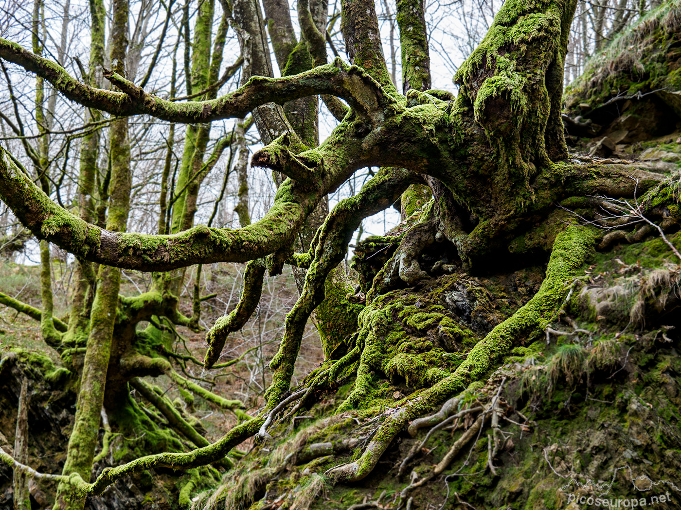 Bosque Belaustegi, Gorbeia, Orozko, Pais Vasco