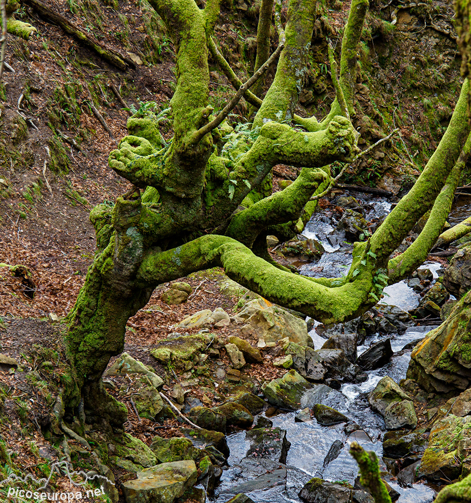 Bosque de Belaustegi, macizo del Gorbeia, Pais Vasco.