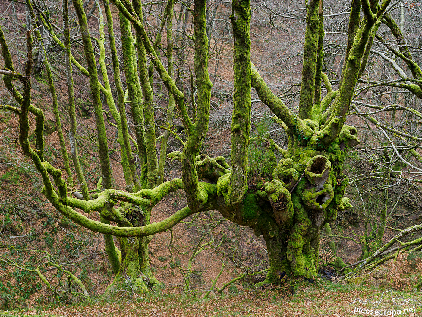 Bosque de Belaustegi, macizo del Gorbeia, Pais Vasco.