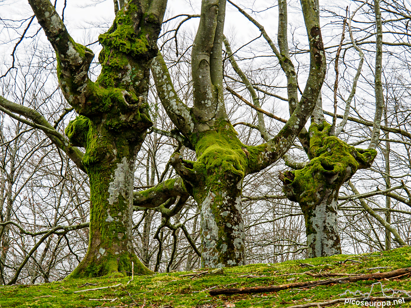 Bosque Belaustegi, Gorbeia, Orozko, Pais Vasco