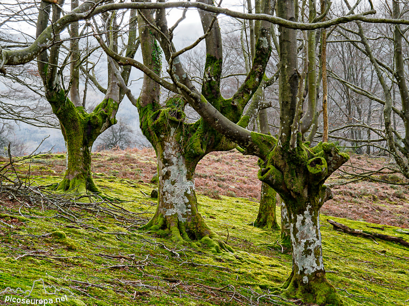 Bosque Belaustegi, Gorbeia, Orozko, Pais Vasco