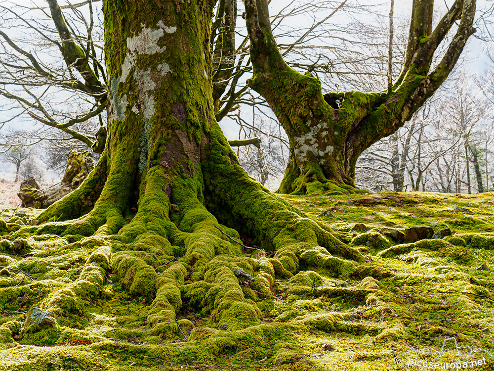 Bosque Belaustegi, Gorbeia, Orozko, Pais Vasco