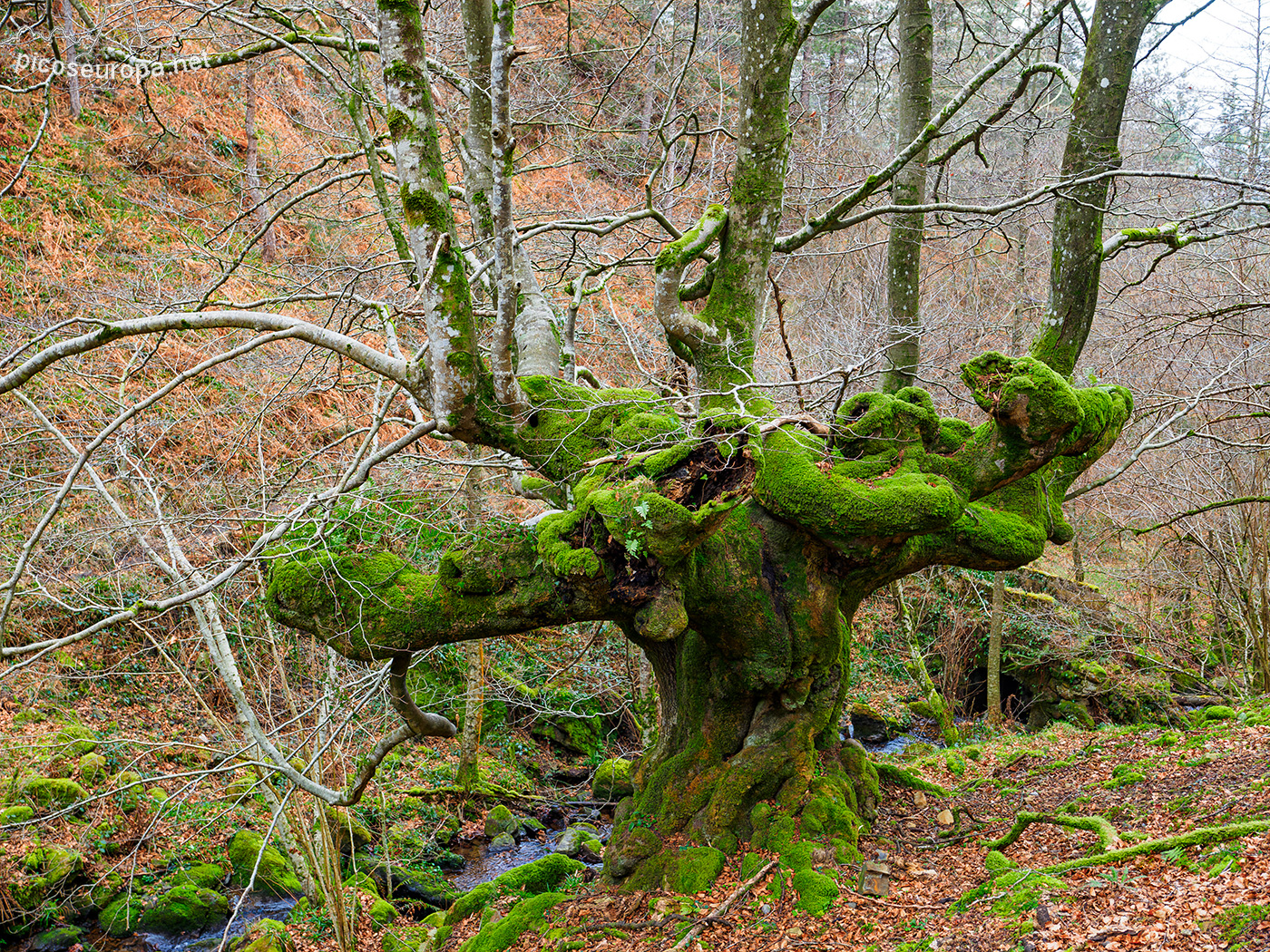 Bosque Belaustegi, Gorbeia, Orozko, Pais Vasco