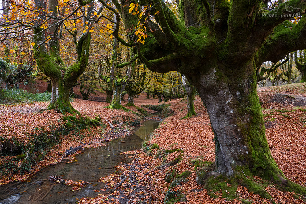 Bosque de Otzarreta, Pais Vasco, una maravilla de la Naturaleza