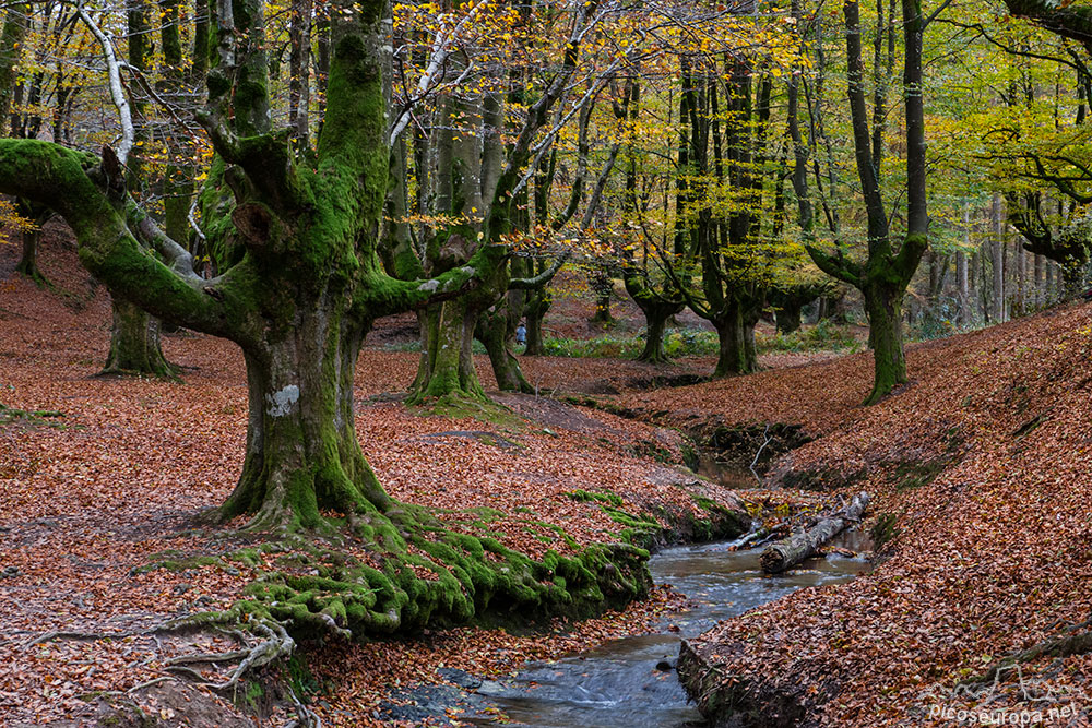 Foto: Otoño en el bosque de Otzarreta, Pais Vasco