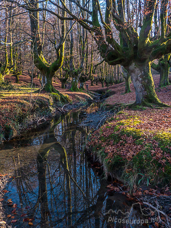 Bosque de Otzarreta, Pais Vasco, España.