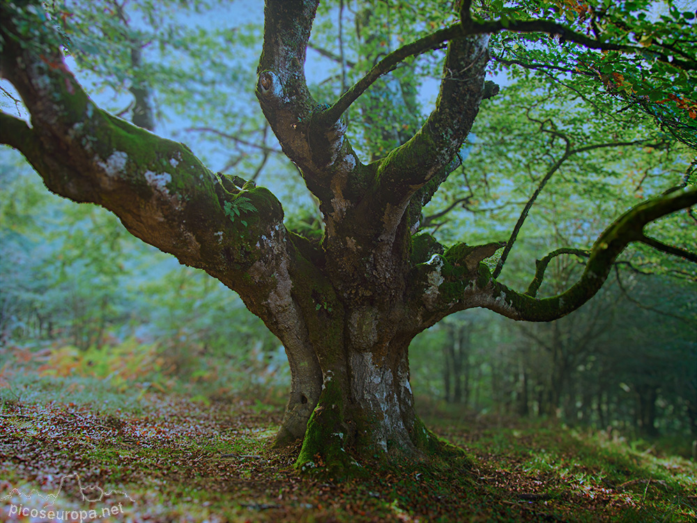 Foto: Monte y bosque Siskino, Macizo del Gorbeia, Pais Vasco