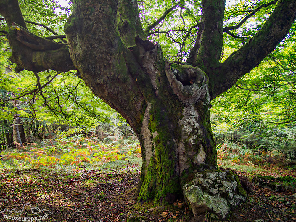 Foto: Monte y bosque Siskino, Macizo del Gorbeia, Pais Vasco