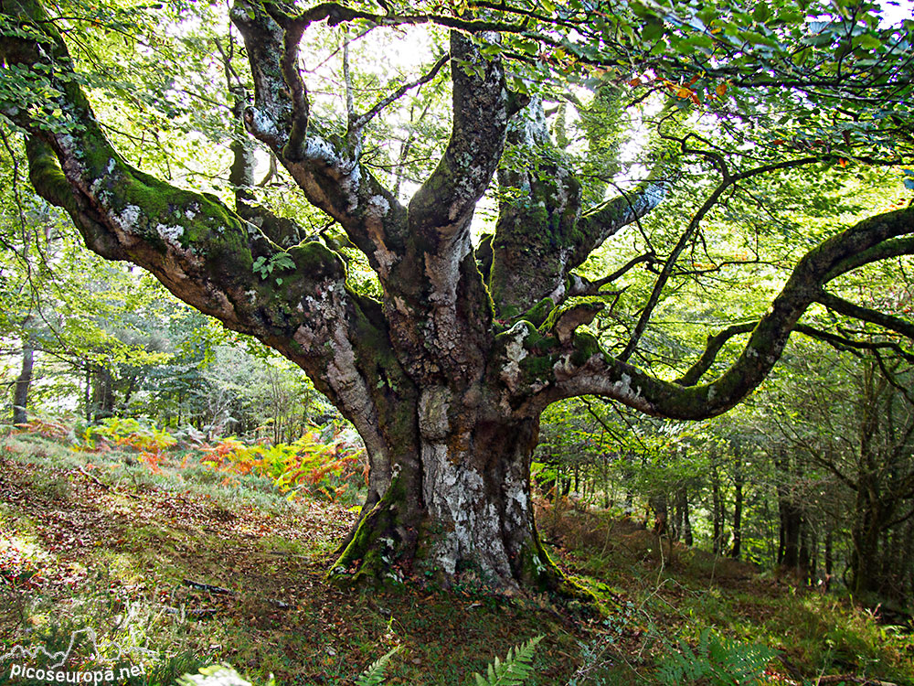 Bosque del monte Siskino, hayedos monumentales, Macizo del Gorbeia, Pais Vasco.