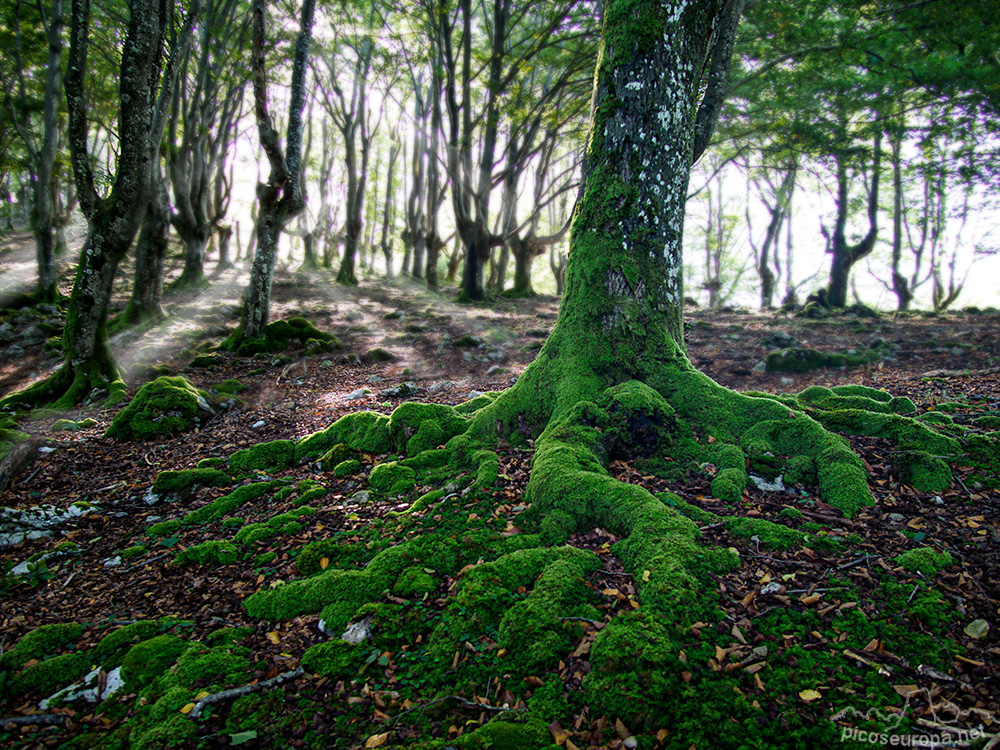 Foto: Monte y bosque Siskino, Macizo del Gorbeia, Pais Vasco