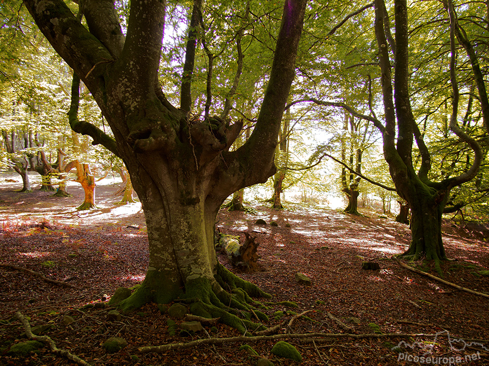 Foto: Monte y bosque Siskino, Macizo del Gorbeia, Pais Vasco