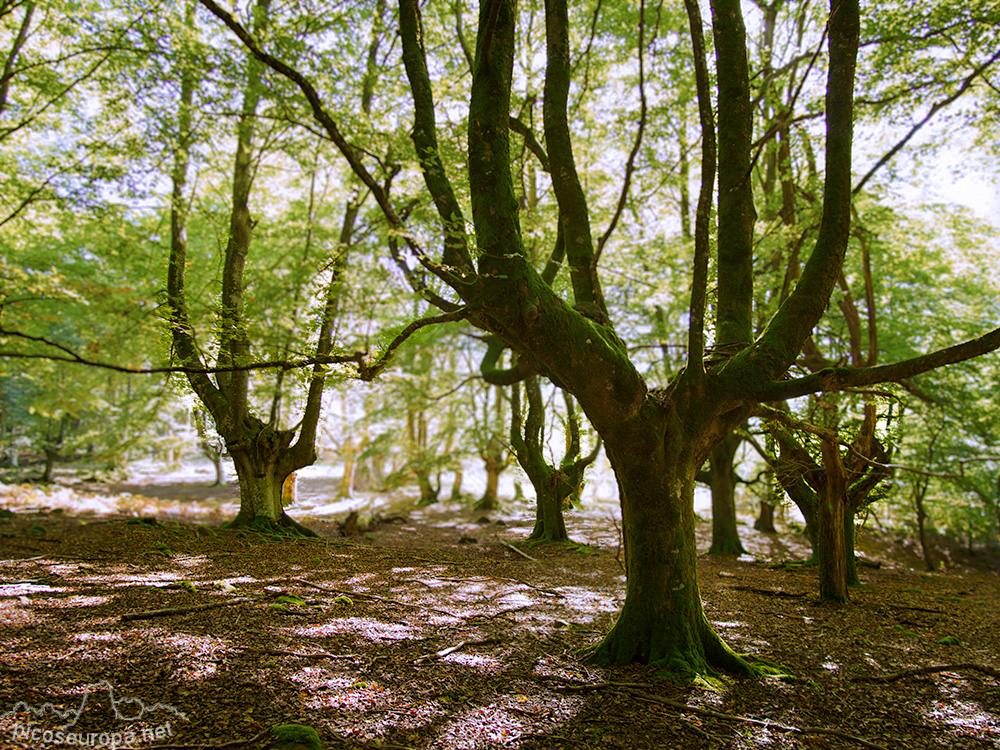 Foto: Monte y bosque Siskino, Macizo del Gorbeia, Pais Vasco