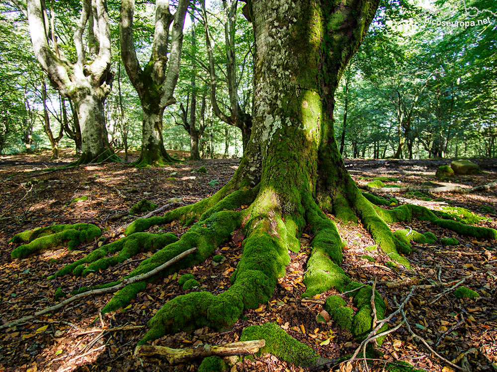 Foto: Monte y bosque Siskino, Macizo del Gorbeia, Pais Vasco