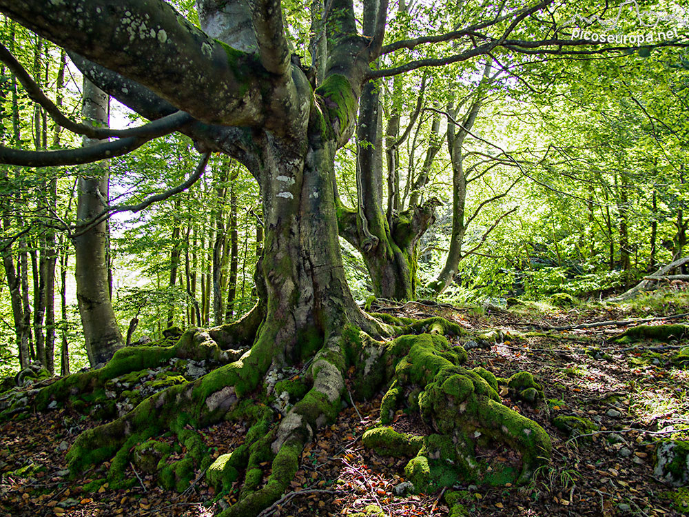 Bosque del Monte Siskino, Macizo del Gorbeia, Pais Vasco.