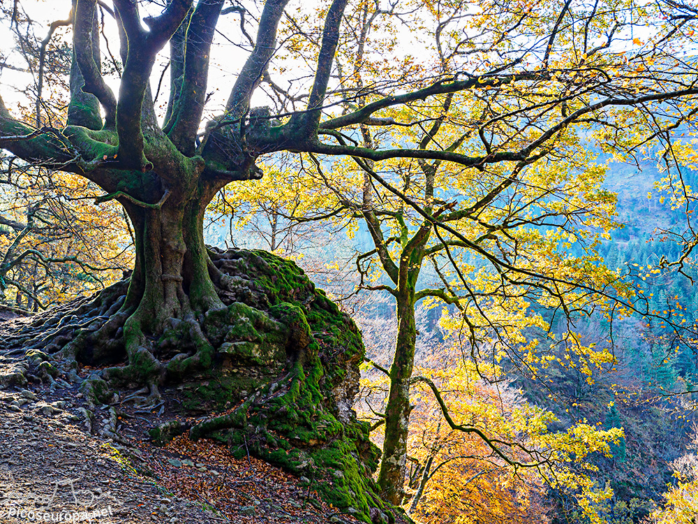 Foto: Bosque de hayas trasmochas situado junto a la Cascada de Uguna, Saldropo, Pais Vasco.