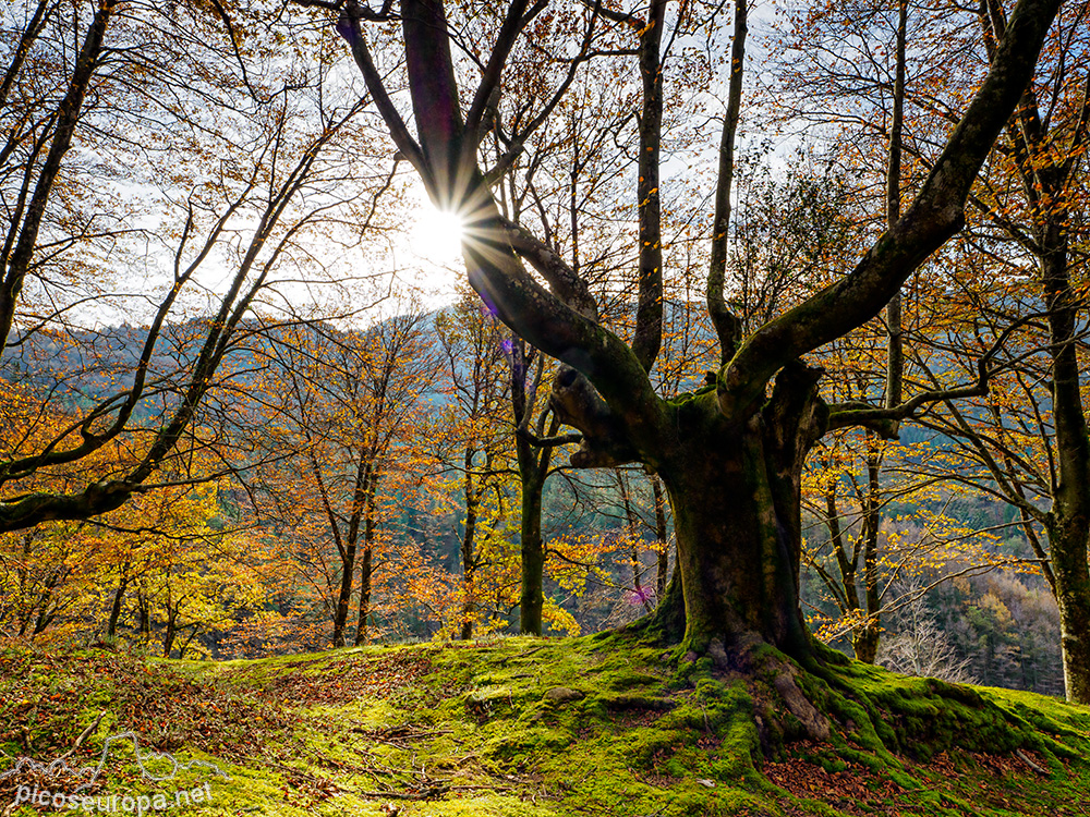 Foto: Bosque de hayas trasmochas situado junto a la Cascada de Uguna, Saldropo, Pais Vasco.