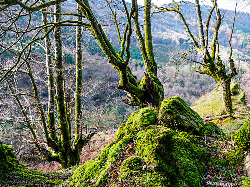 Bosque en las proximidades de Saldropo y la cascada de Uguna, Puerto de Barazar, Pais Vasco.