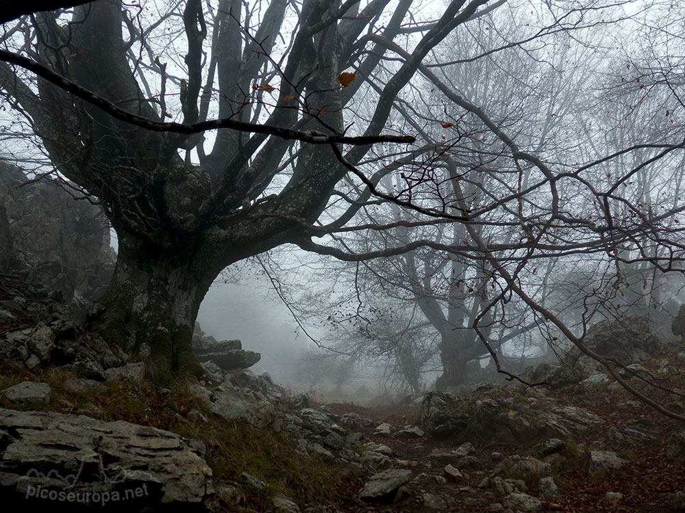 Bosque de Leungane, Parque Natural de Urkiola, Duranguesado, Bizkaia, Pais Vasco