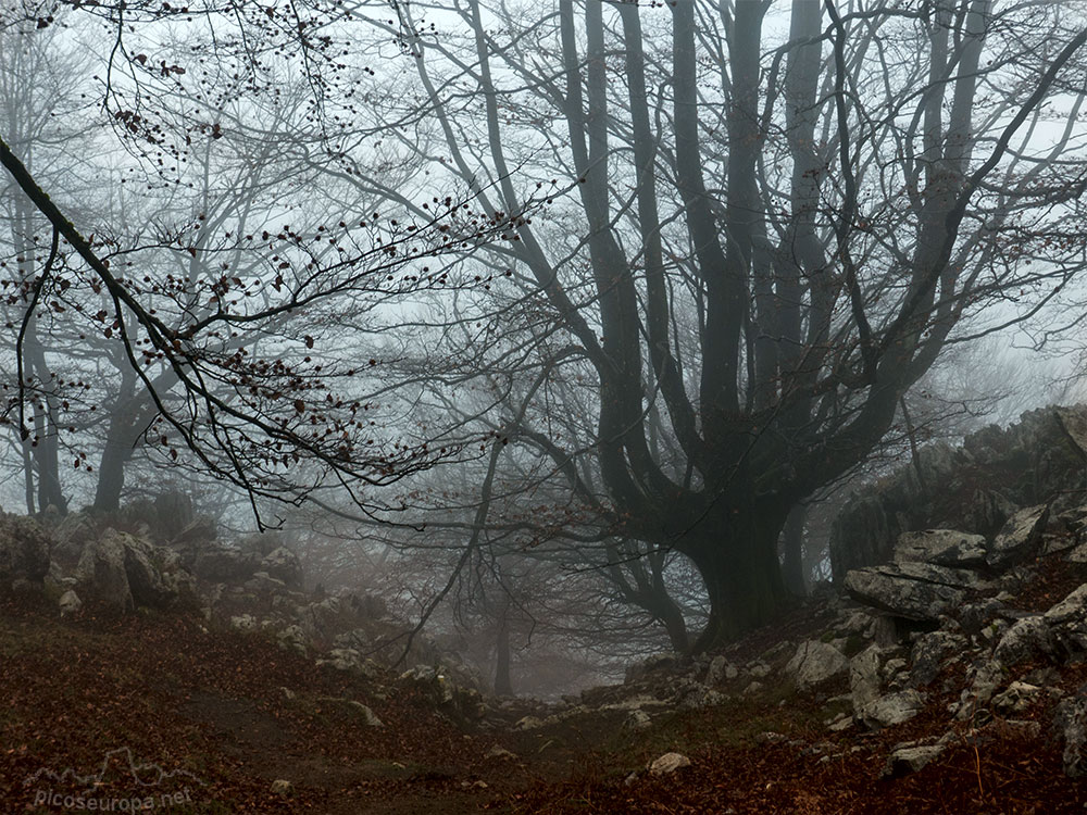 Bosque de Leungane, Parque Natural de Urkiola, Duranguesado, Bizkaia, Pais Vasco