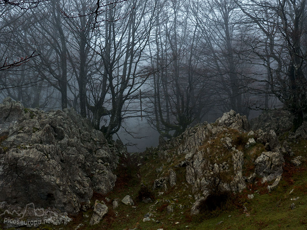 Bosque de Leungane, Parque Natural de Urkiola, Duranguesado, Bizkaia, Pais Vasco