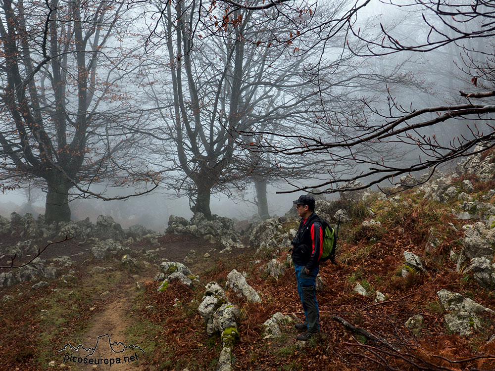 Bosque de Leungane, Parque Natural de Urkiola, Duranguesado, Bizkaia, Pais Vasco