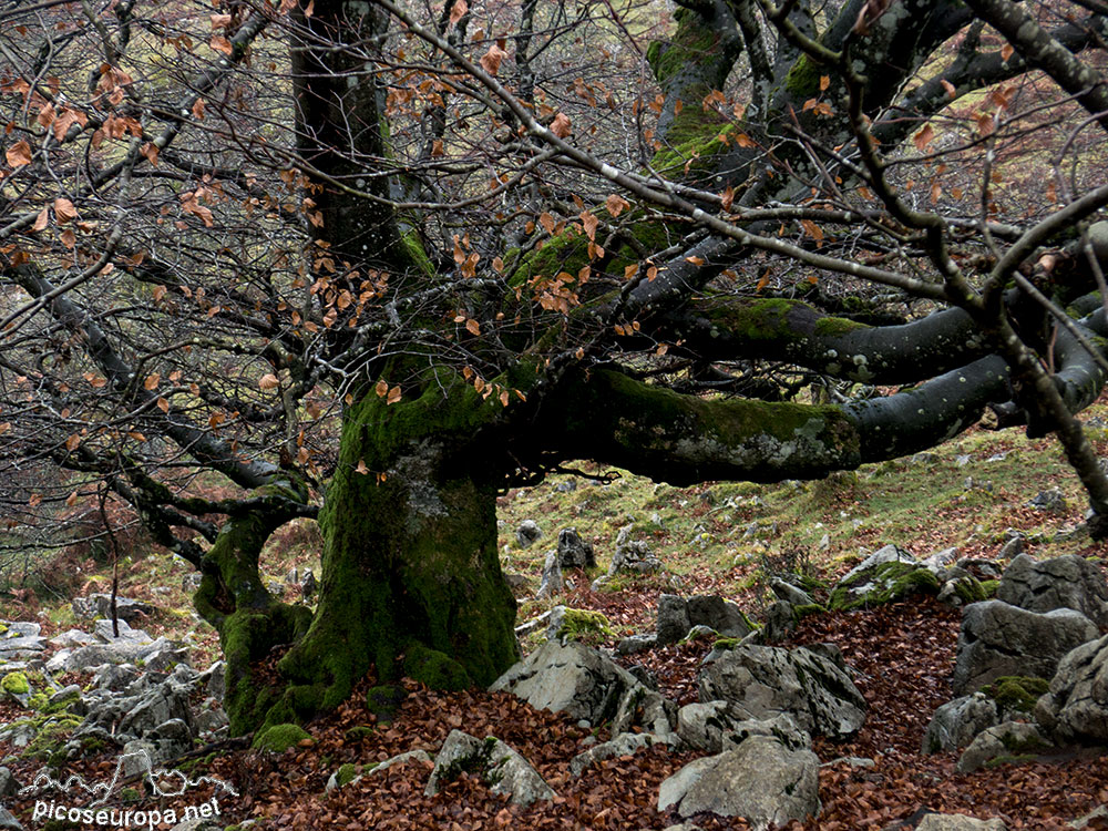 Bosque de Leungane, Parque Natural de Urkiola, Duranguesado, Bizkaia, Pais Vasco