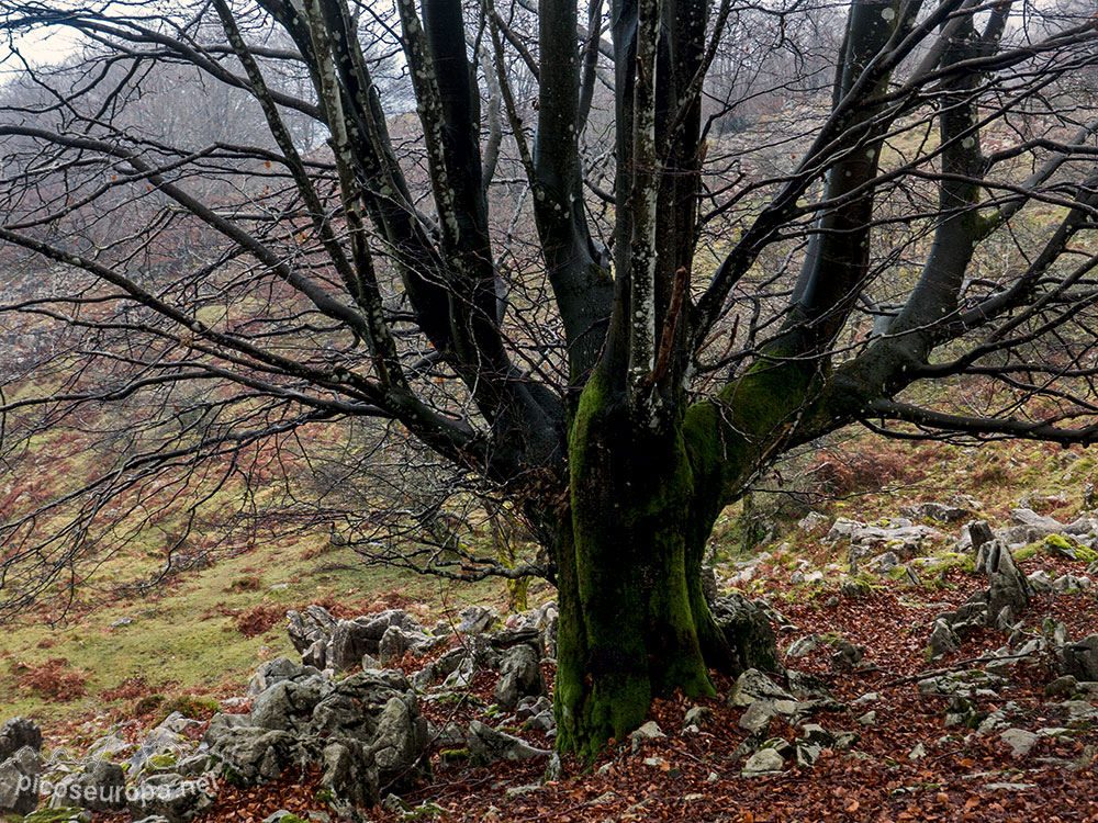 Bosque de Leungane, Parque Natural de Urkiola, Duranguesado, Bizkaia, Pais Vasco