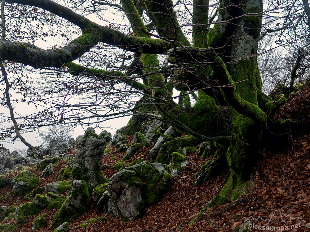 Bosque de Leungane, Parque Natural de Urkiola, Duranguesado, Bizkaia, Pais Vasco