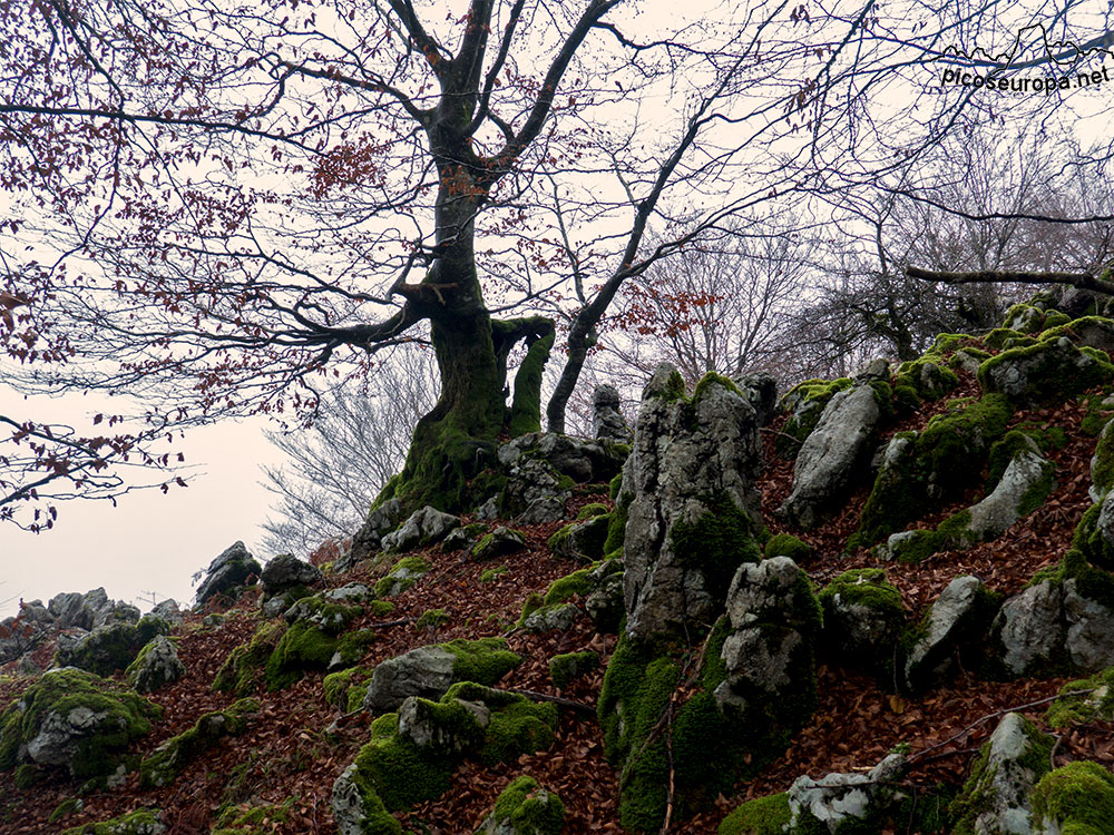 Bosque de Leungane, Parque Natural de Urkiola, Duranguesado, Bizkaia, Pais Vasco