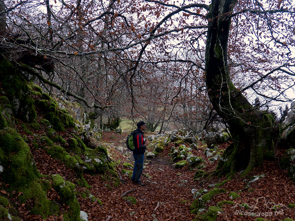 Bosque de Leungane, Parque Natural de Urkiola, Duranguesado, Bizkaia, Pais Vasco