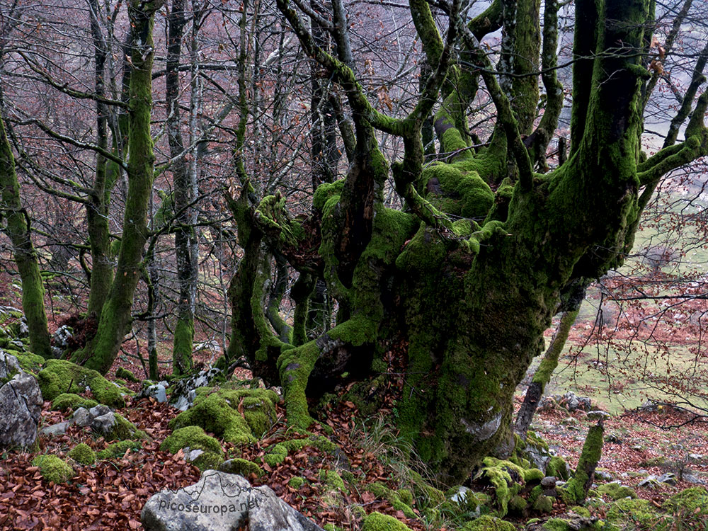 Bosque de Leungane, Parque Natural de Urkiola, Duranguesado, Bizkaia, Pais Vasco