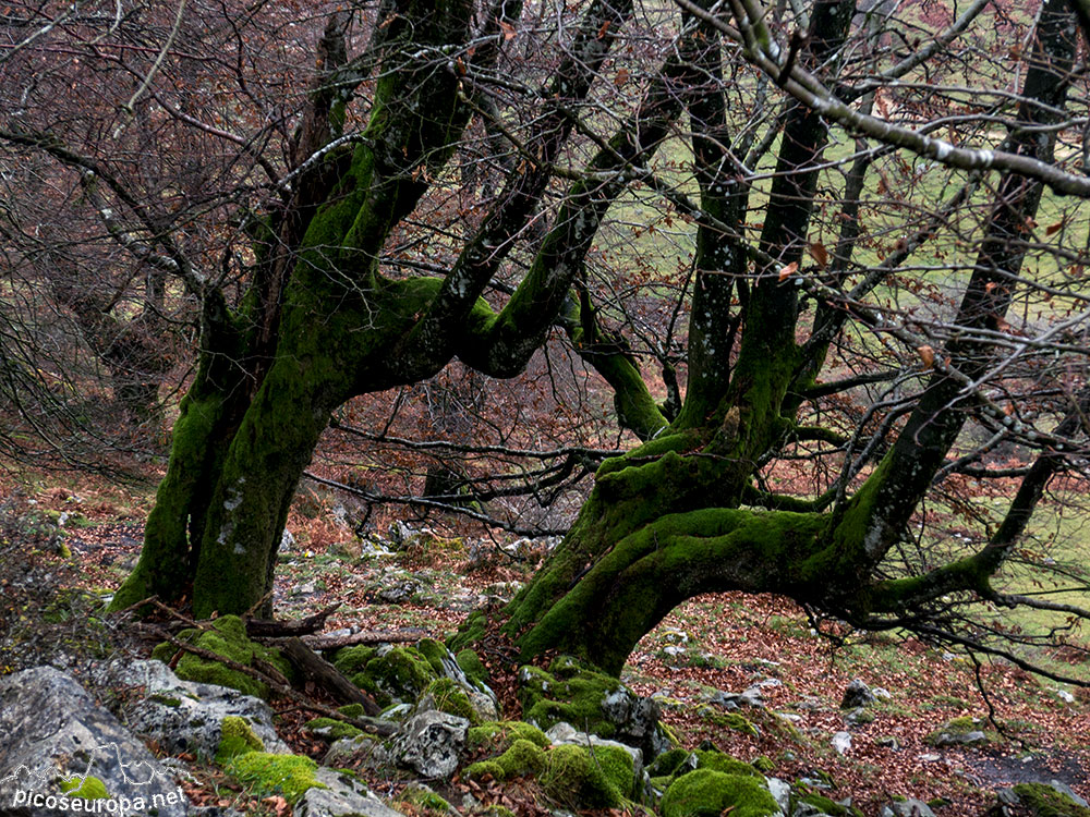 Bosque de Leungane, Parque Natural de Urkiola, Duranguesado, Bizkaia, Pais Vasco