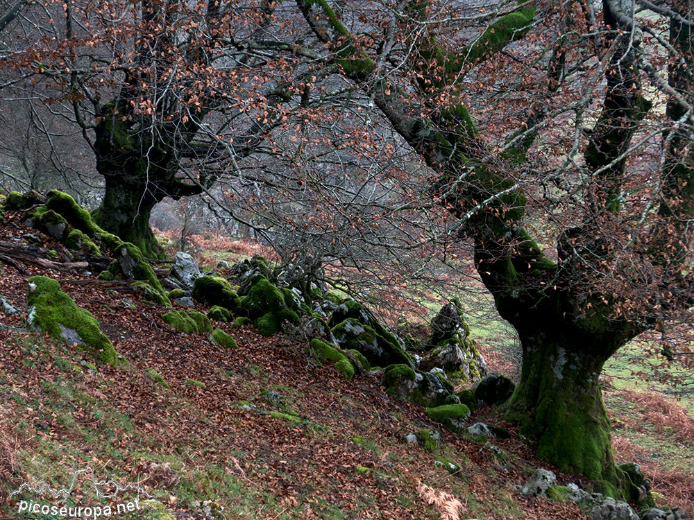 Bosque de Leungane, Parque Natural de Urkiola, Duranguesado, Bizkaia, Pais Vasco