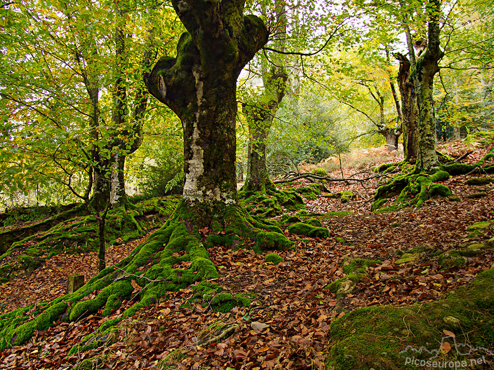 Foto: Otoño en los bosques de Otxandio, Pais Vasco