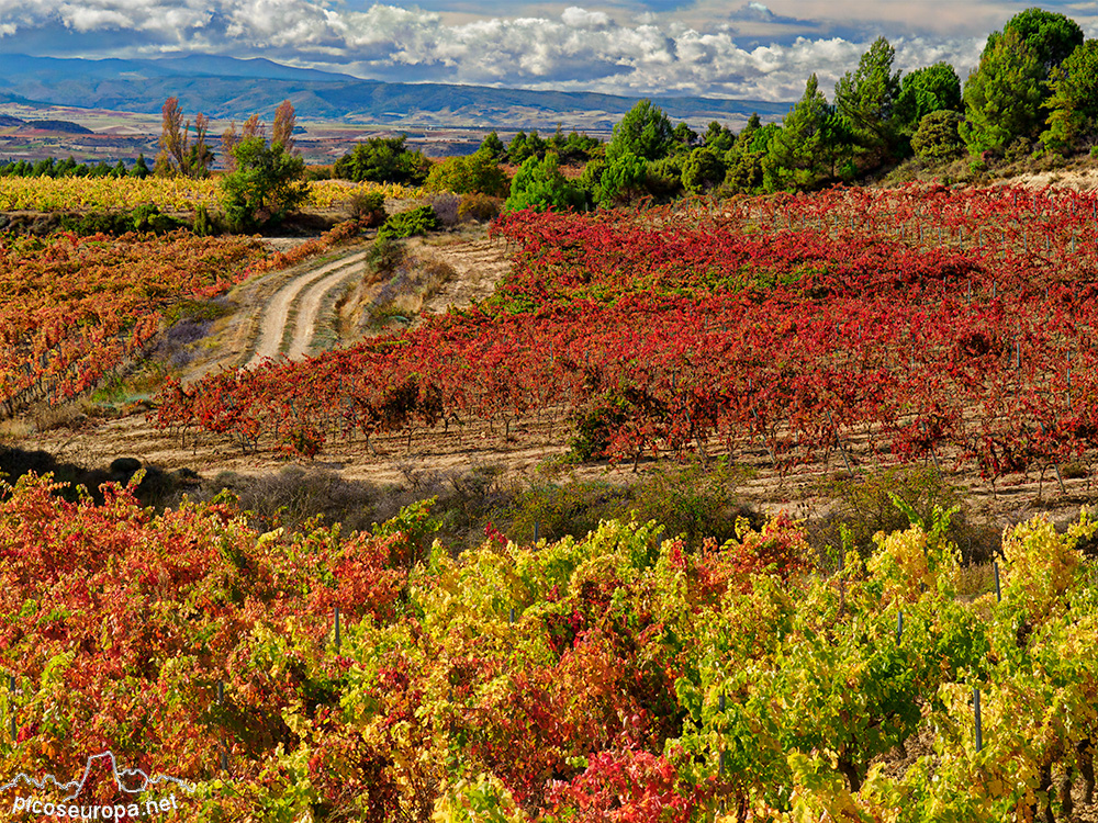 Foto: Otoño en la Rioja Alavesa