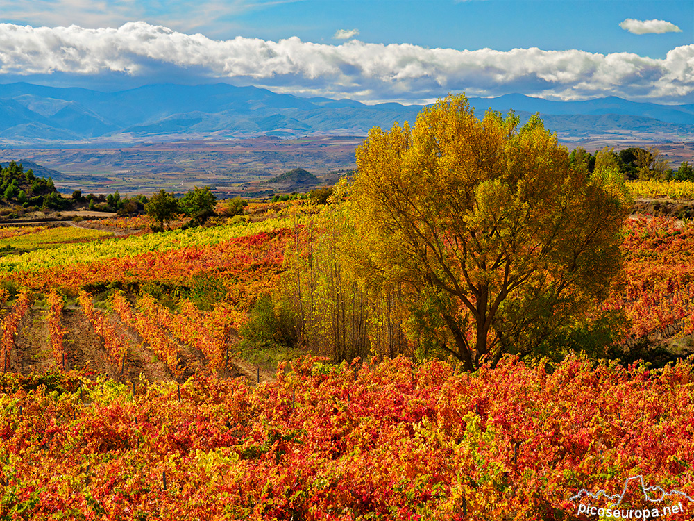 Foto: Paisajes de otoño en la Rioja Alavesa, Pais Vasco