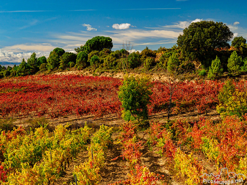 Foto: Otoño en la Rioja Alavesa