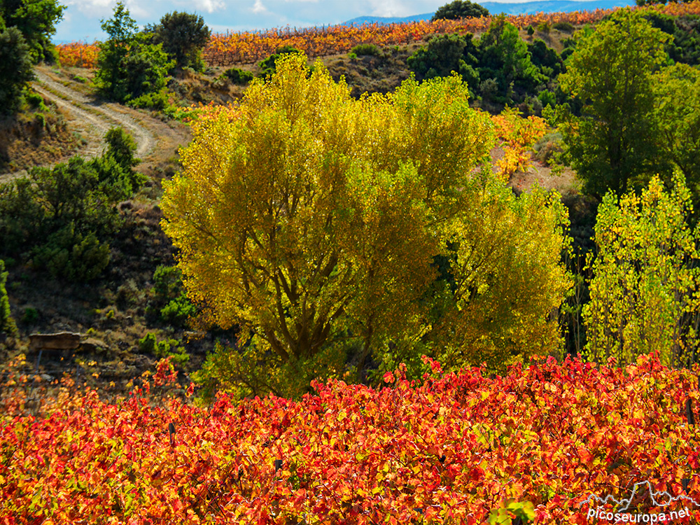 Foto: Otoño en la Rioja Alavesa