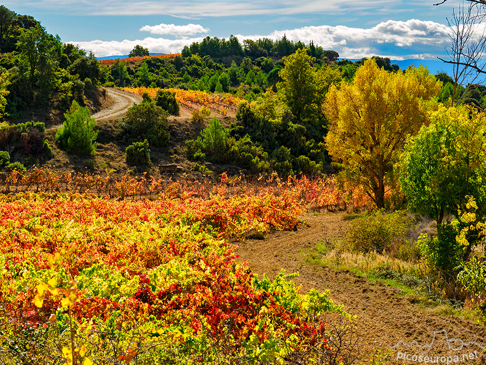 Foto: Otoño en la Rioja Alavesa