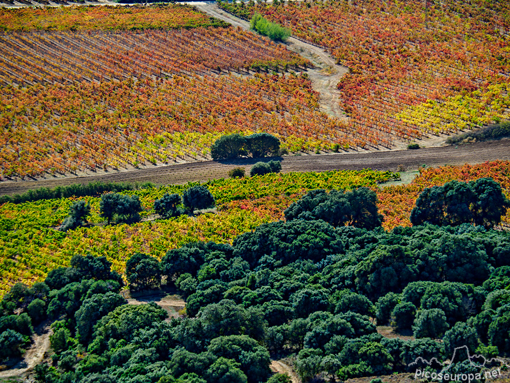 Foto: Otoño en la Rioja Alavesa