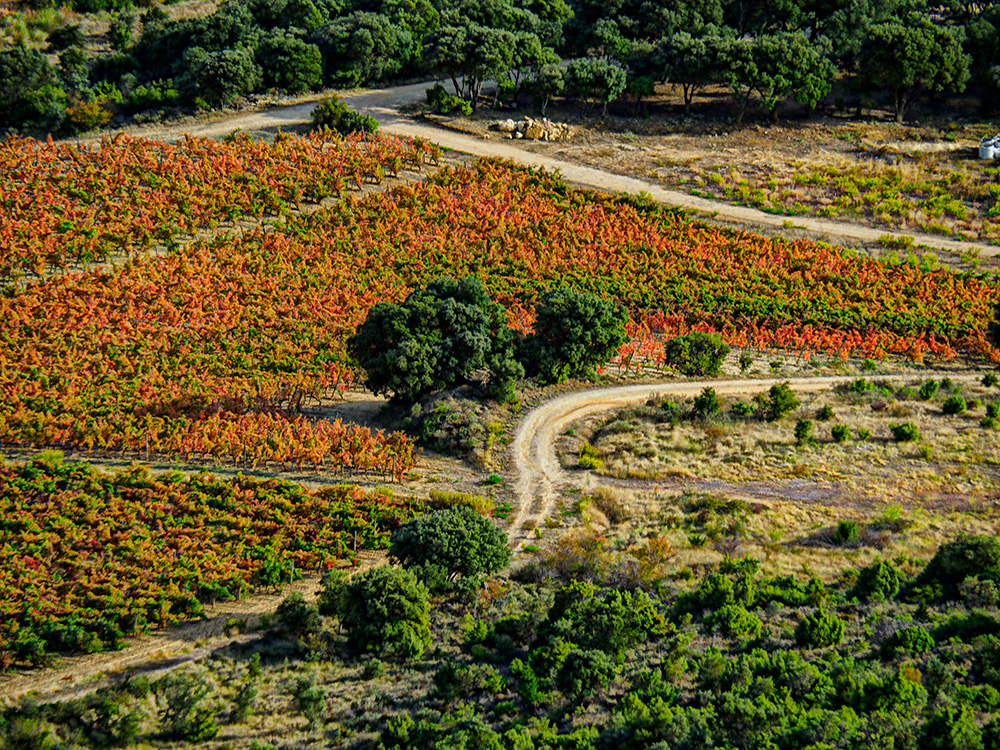 Foto: Otoño en la Rioja Alavesa