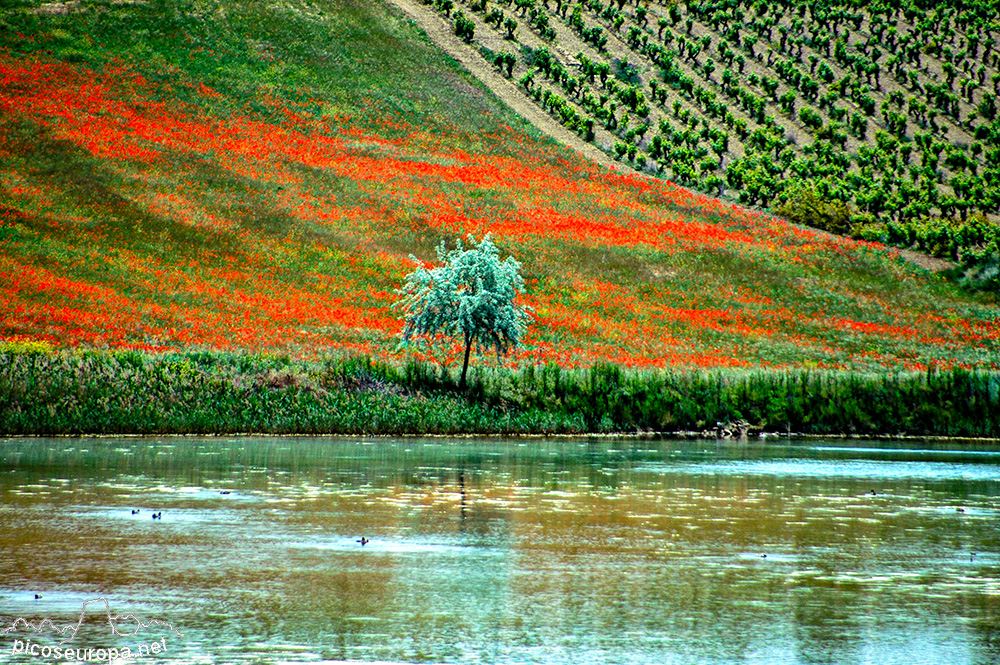 Foto: la Rioja Alavesa