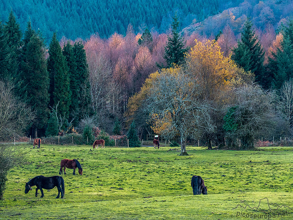 Foto: Humedal de Saldropo, Pais Vasco